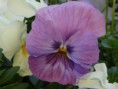 /album/un-mondo-di-viole/viola-13-aprile-jpg/